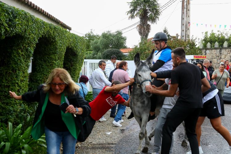 Los burros se lucen en el circuito de San Roque do Monte