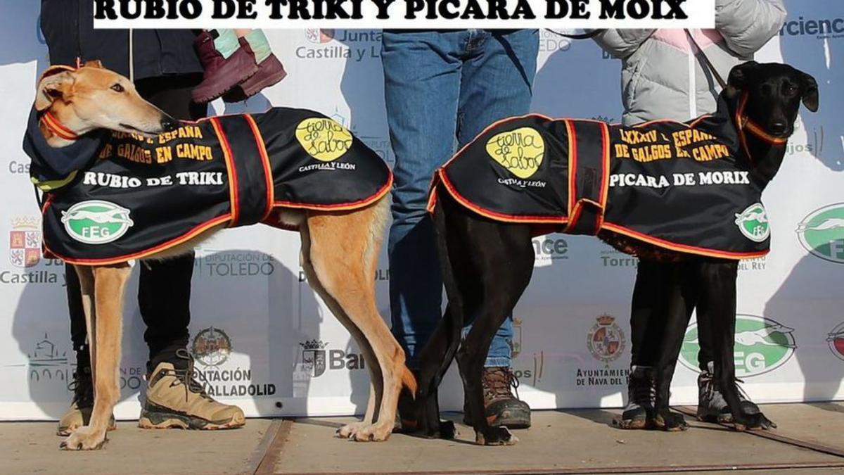 Imagen de los dos perros finalistas. | FEG