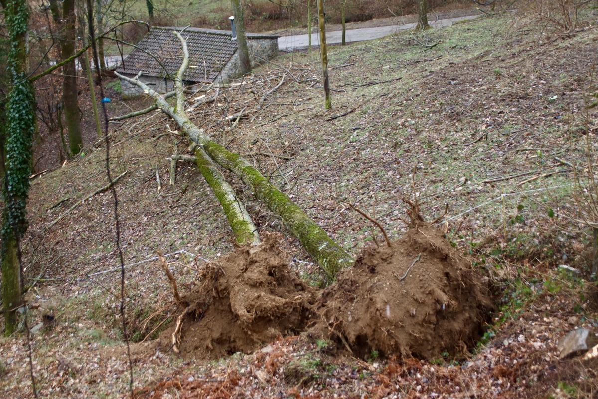 Arbres arrencats pel vent a Vilallonga de Ter