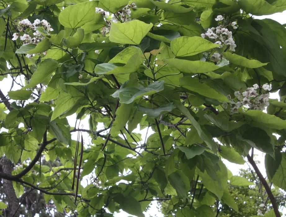 JUNIO. La 'Catalpa bignonioides Walter' es muy recomendable en las ciudades por tratarse de un árbol muy resistente a la contaminación y muy eficaz a la hora de absorber C02. Es un árbol de hoja caduca original de Estados Unidos que puede alcanzar 20 metros de alturas. Tiene numerosas propiedades medicinales. En La Concepción se localiza en la conocida ruta de La Vuelta al Mundo en 80 Árboles.