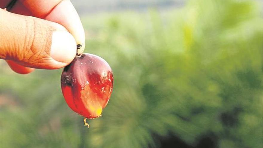 Aumenta la controversia en torno al aceite de palma