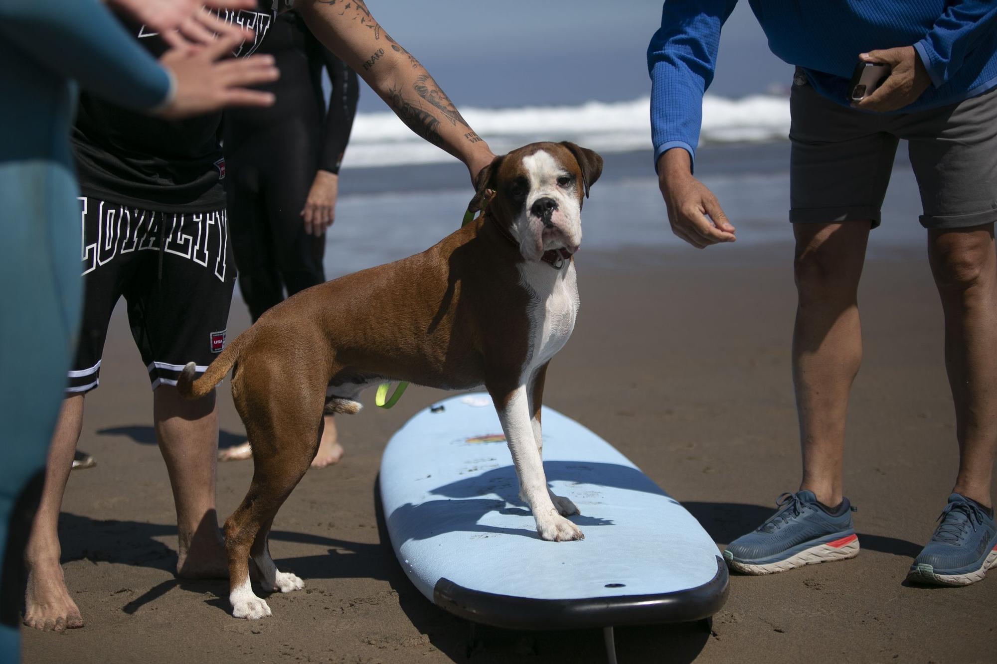 En imágenes: así fue el campeonato de surf para perros en Salinas