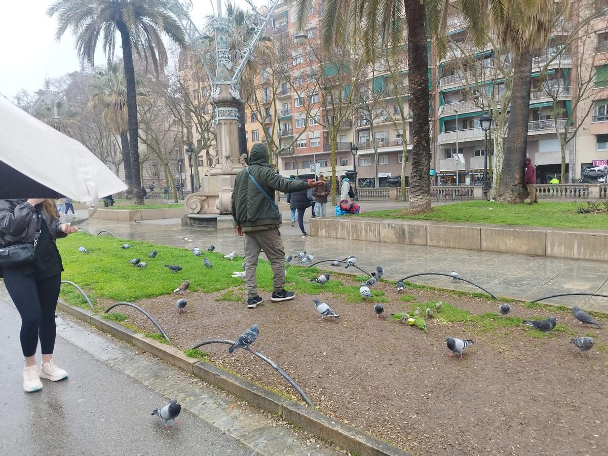 Otro de los adiestradores de palomas del paseo Lluís Companys