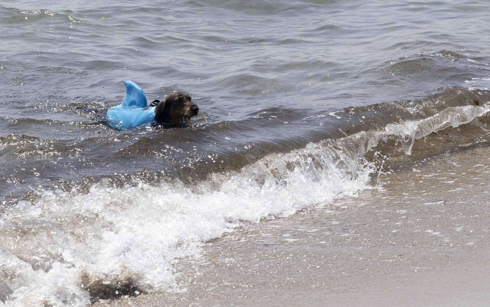 La playa canina de Agua Amarga de Alicante se queda sin servicios para perros