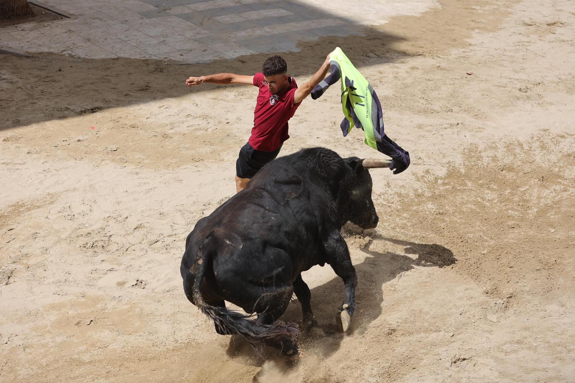 Encierro de cerriles en las fiestas de Sant Pere del Grau