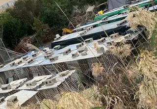 Denuncian la muerte a tiros de una cacatúa en un terreno de ses Feixes