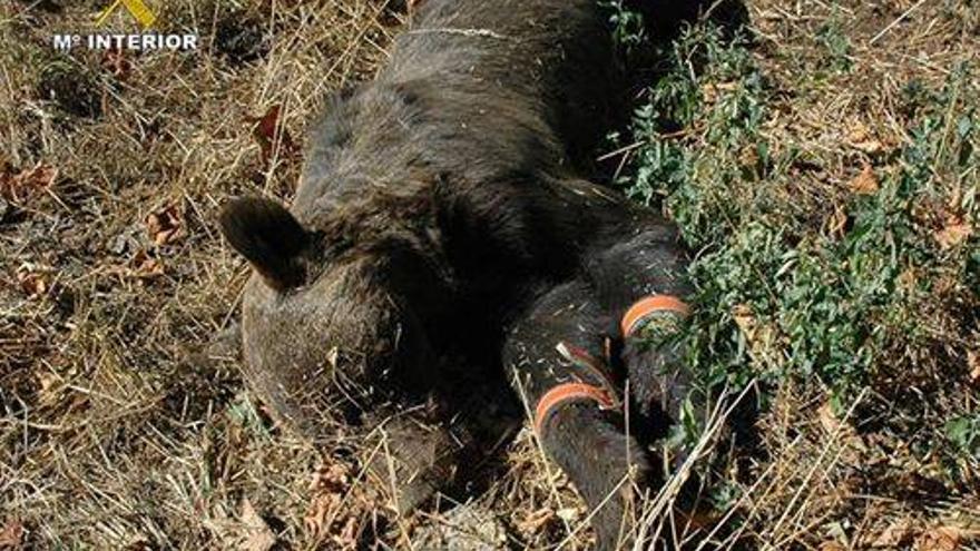 Dos detenidos en Asturias por matar un oso pardo