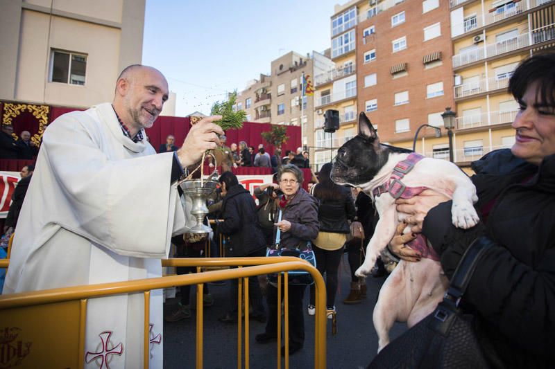 Bendición de animales por Sant Antoni del Porquet