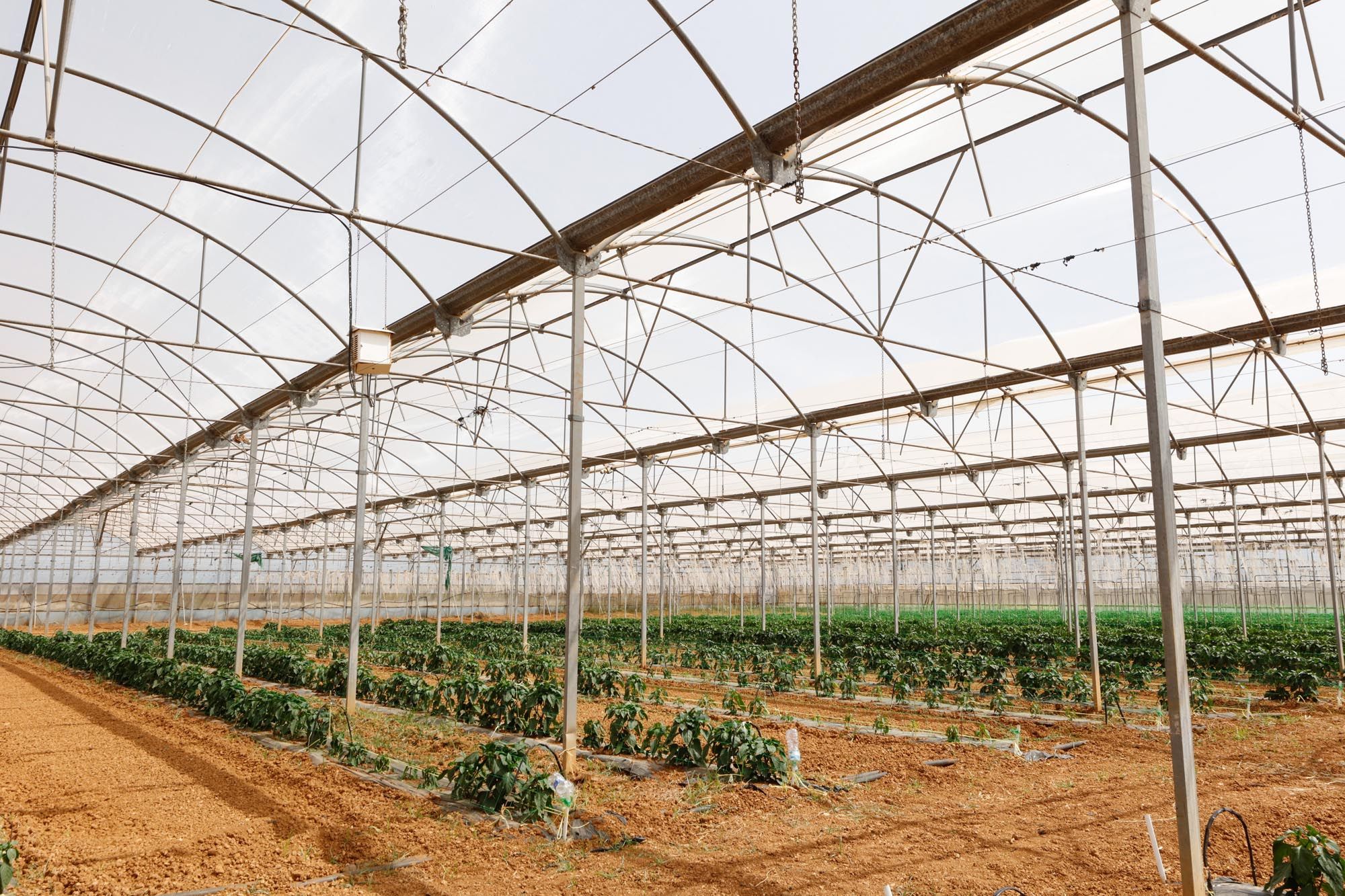 Visita guiada a la finca hortícola de Can Pol en Ibiza