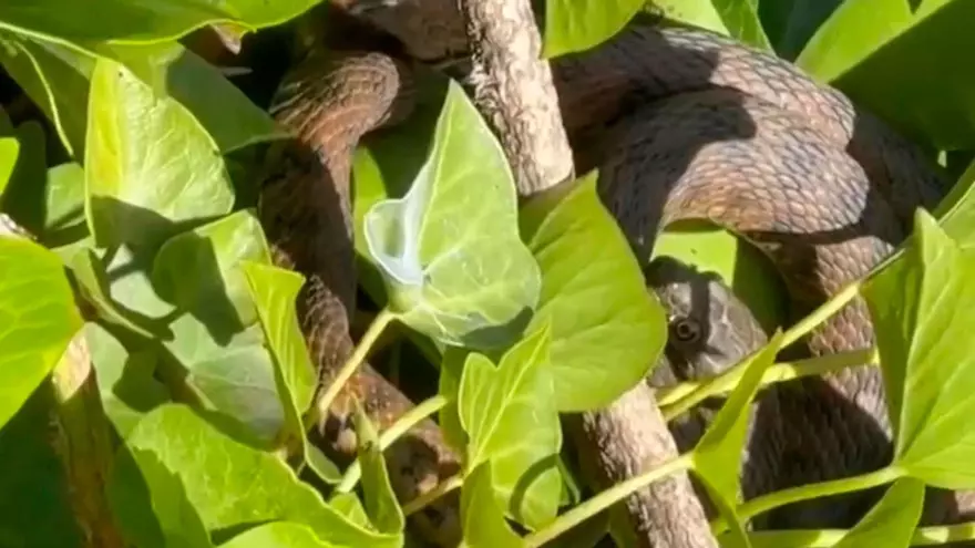 VÍDEO: Localizan varias culebras de gran tamaño en el paseo fluvial del Güeña, en Cangas de Onís