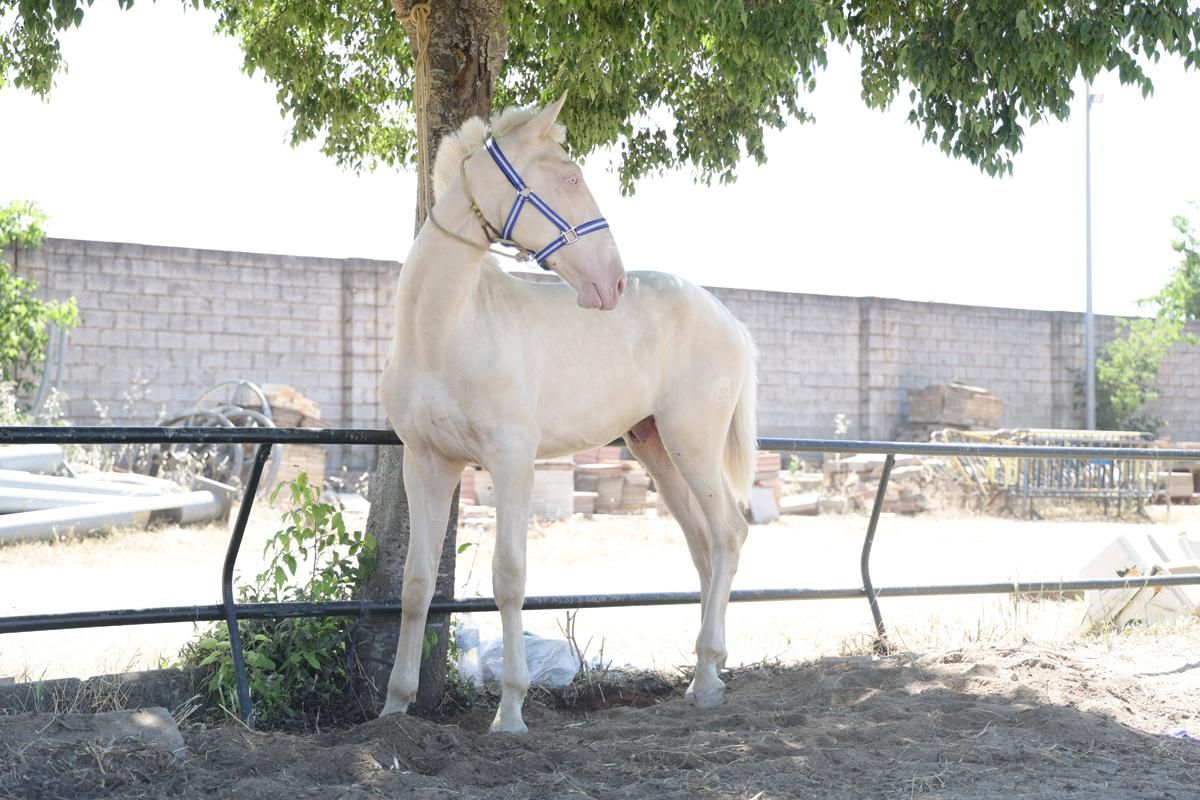 Fotogalería | Así se ha desarrollado la feria equina de Cáceres