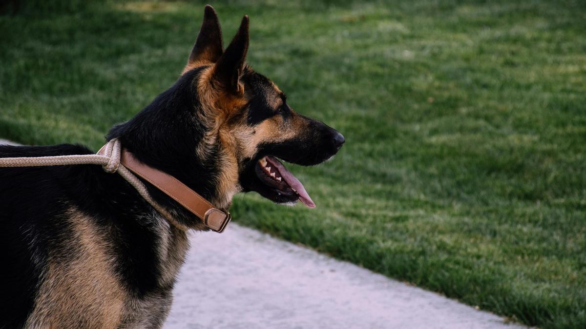 Perro paseando en el exterior