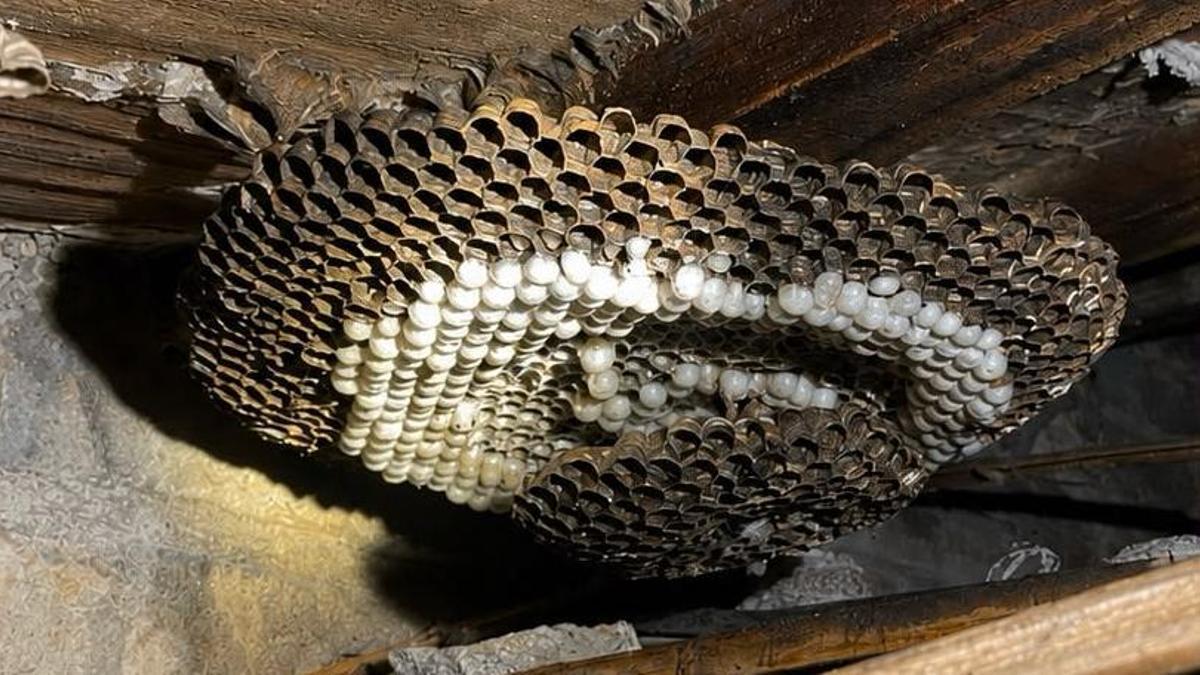El gran panal de avispa asiática retirado en València.