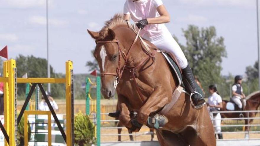 Un caballo supera un obstáculo en el Concurso Nacional de Saltos de Zamora.