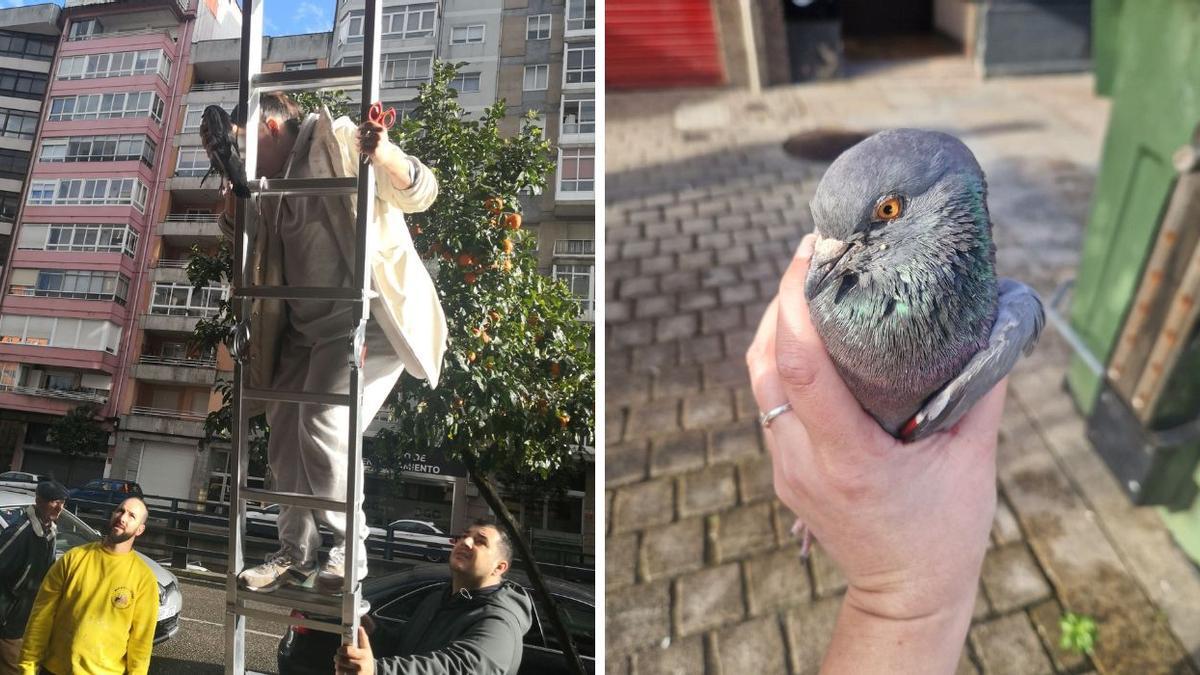 Momento en el que la mujer baja con la paloma en sus manos, tras llegar a ella por una escalera y desengancharla del pincho en el que se había clavado..
