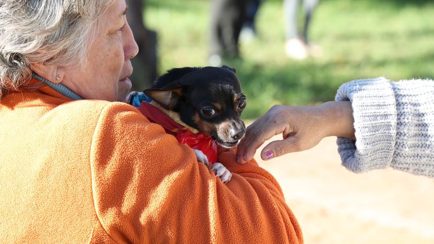 Estos son los perros que han desfilado en Palma para buscar una familia que los adopte