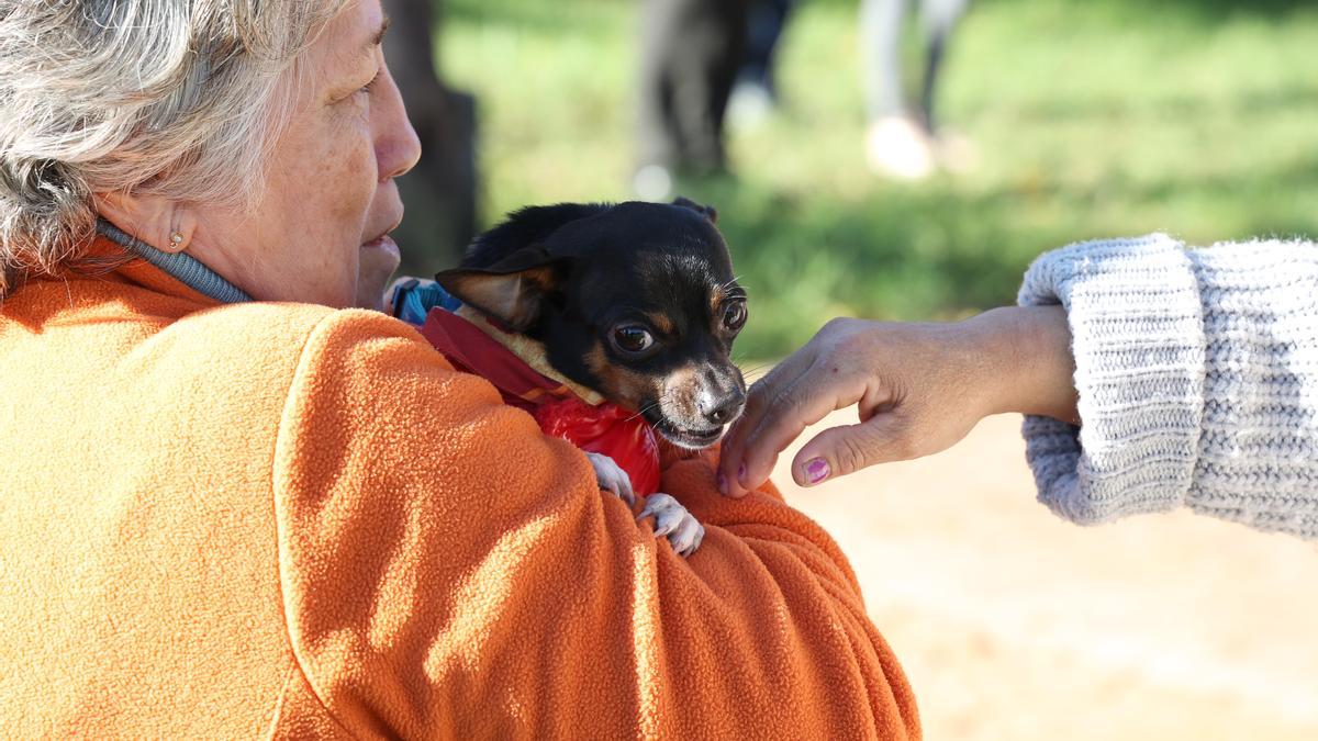 Estos son los perros que han desfilado en Palma para buscar una familia que los adopte