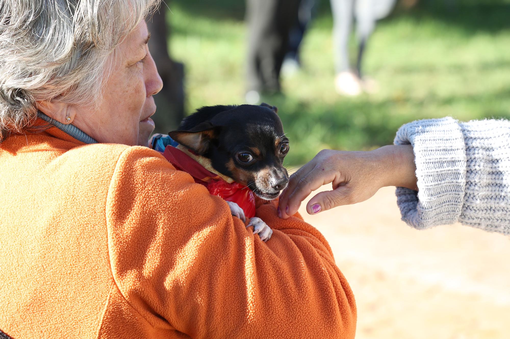 Estos son los perros que han desfilado en Palma para buscar una familia que los adopte