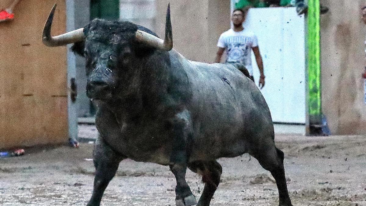 Exhibición del toro &#039;Nubarrón&#039; en Burriana, que atrajo a miles de aficionados hasta la localidad de la Plana Baixa.