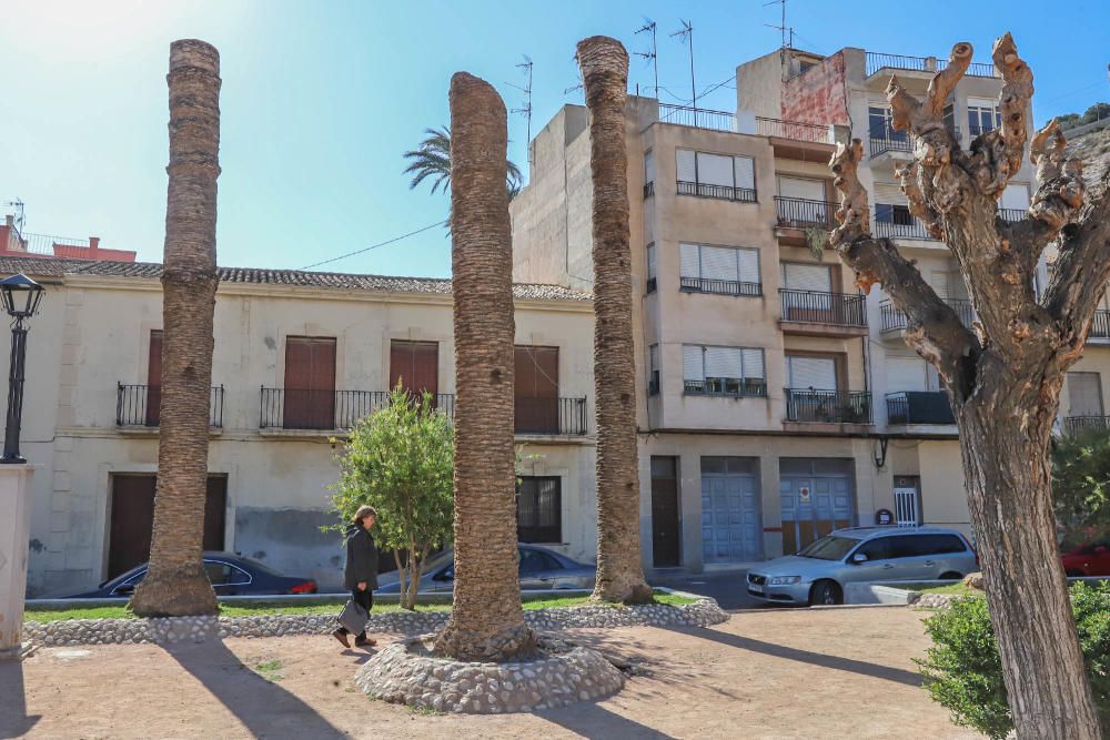 El área de Infraestructuras del Ayuntamiento de Orihuela retira desde hoy 23 troncos y tocones de las palmeras de la plaza de Santa Lucía. Un auténtico "monumento al picudo" en los últimos meses. Toda