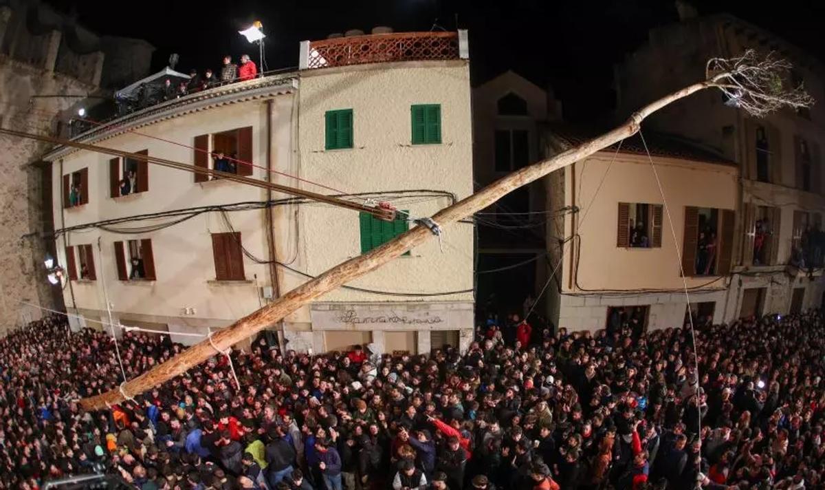 El Pi de Sant Antoni, a punto de ser levantado en la Plaça Vella.