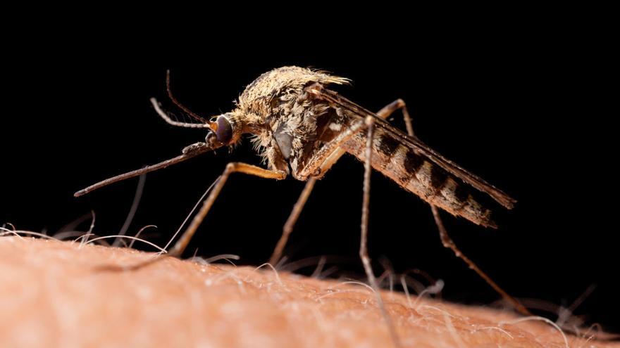 Trucos para evitar que los mosquitos invadan tu casa.