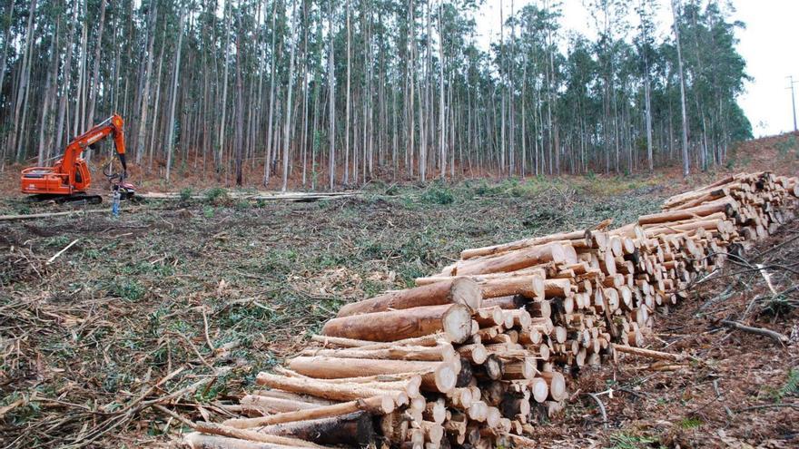 La falta de planes de gestión forestal impide la tala en casi todos los montes particulares