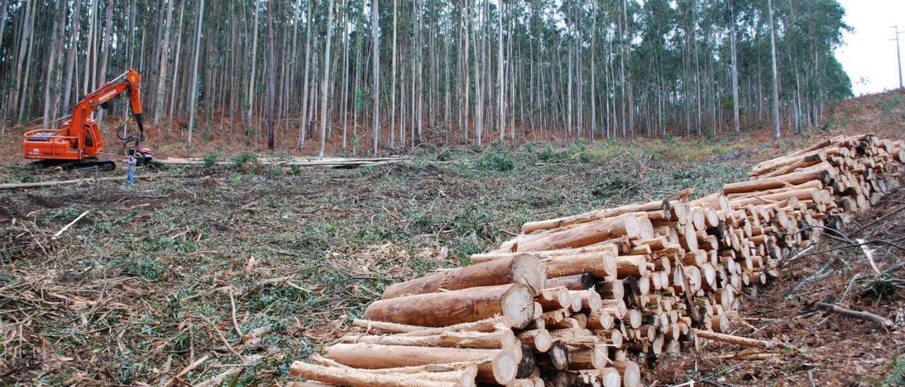 Tala de madera en una explotación forestal. / CARLOS PARDELLAS