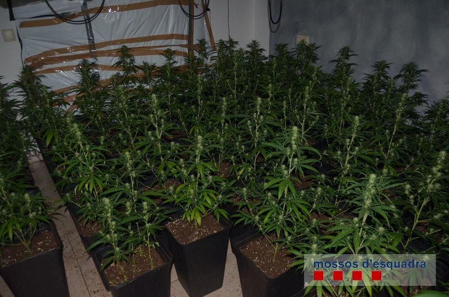 Els Mossos detenen quatre persones i comissen 250 plantes de marihuana en un edifici ocupat il·legalment a Blanes