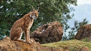 Lince ibérico.