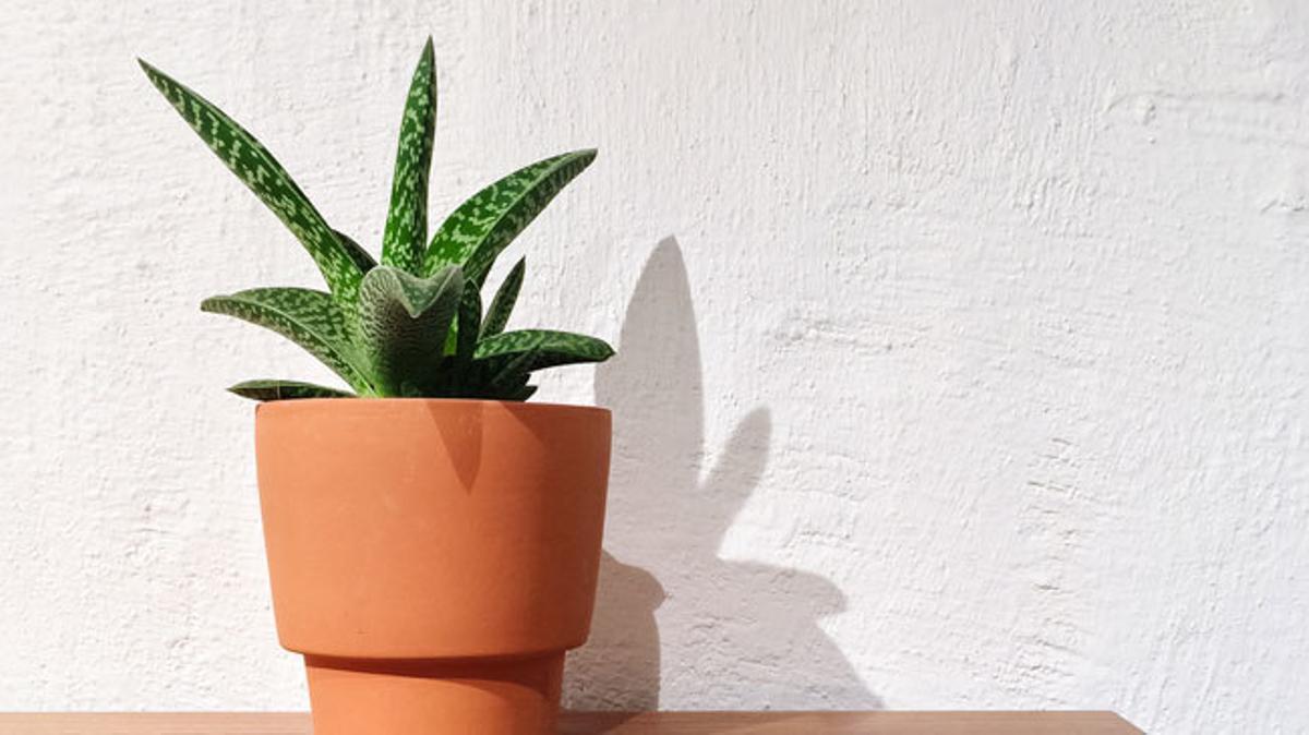 Diez plantas que mejorarán el ambiente del hogar