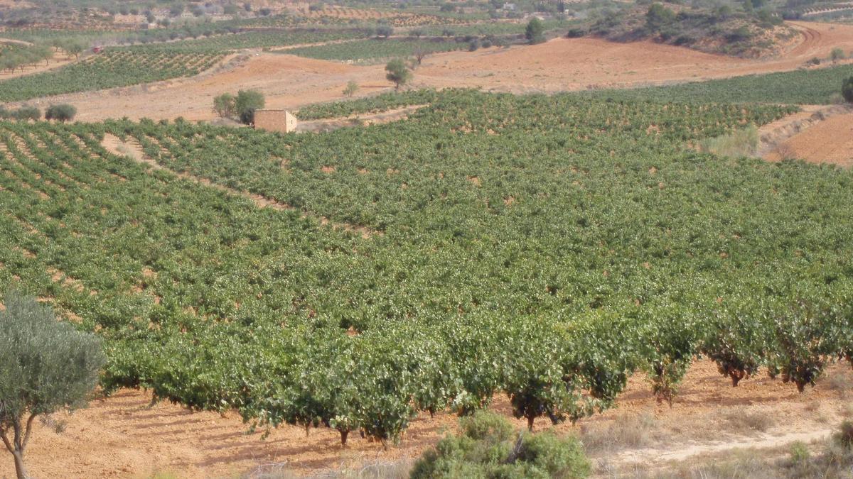 Agricultura apoya al sector del cava para que el Consejo Regulador acepte la comercialización con el nombre &quot;Requena&quot;