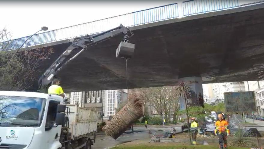 Los operarios talan una palmera en Cuatro Caminos afectada por la plaga del picudo rojo