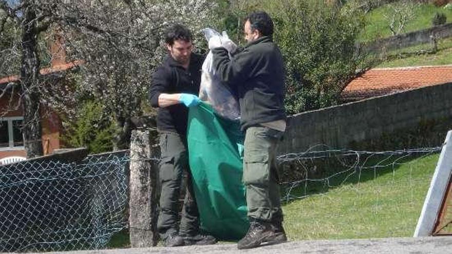 Levantamiento del cadáver de uno de los perros.  // D.P.