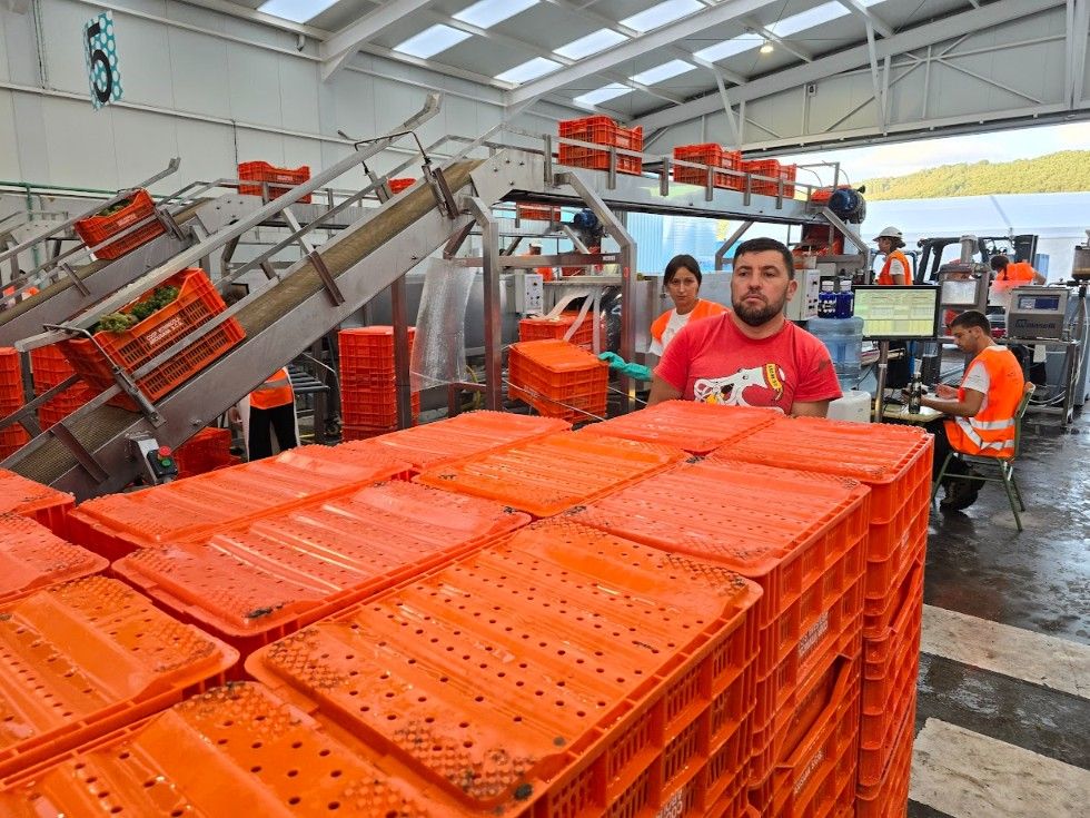 La vendimia en la subzona productora Val do Salnés.