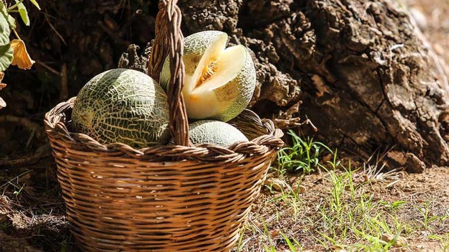 Un melón como la miel poco conocido