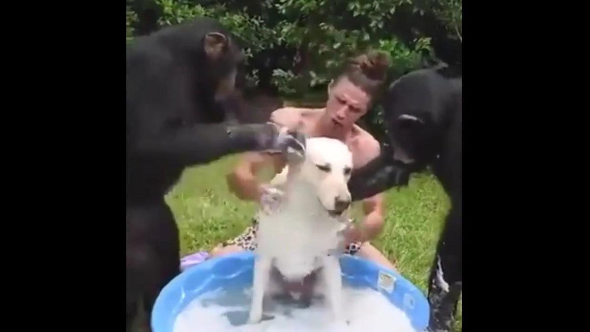 Unos chimpancés lavan a un perro
