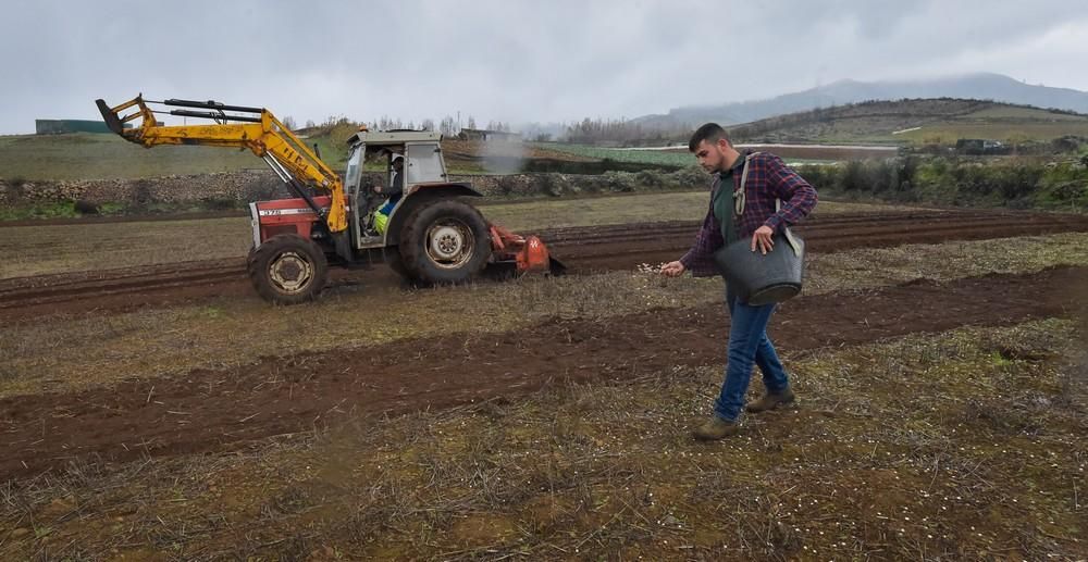 Plantación de trigo y lenteja en Juncalillo (Gran Canaria)