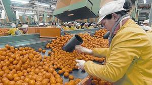 Una trabajadora en la cooperativa agraria de Alcanar.