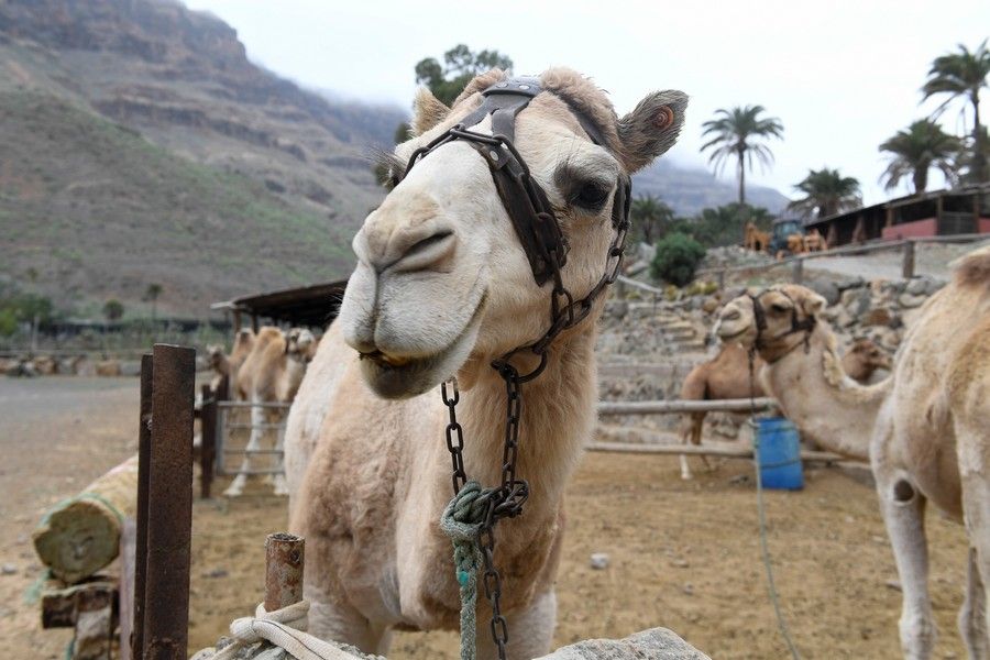 Camellos que este año se han quedado sin cabalgatas