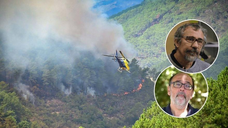 Qué hay detrás del plan para sustituir el 20% de los pinares de Las Hurdes y Gata: "El problema no es el pino, sino la densidad"