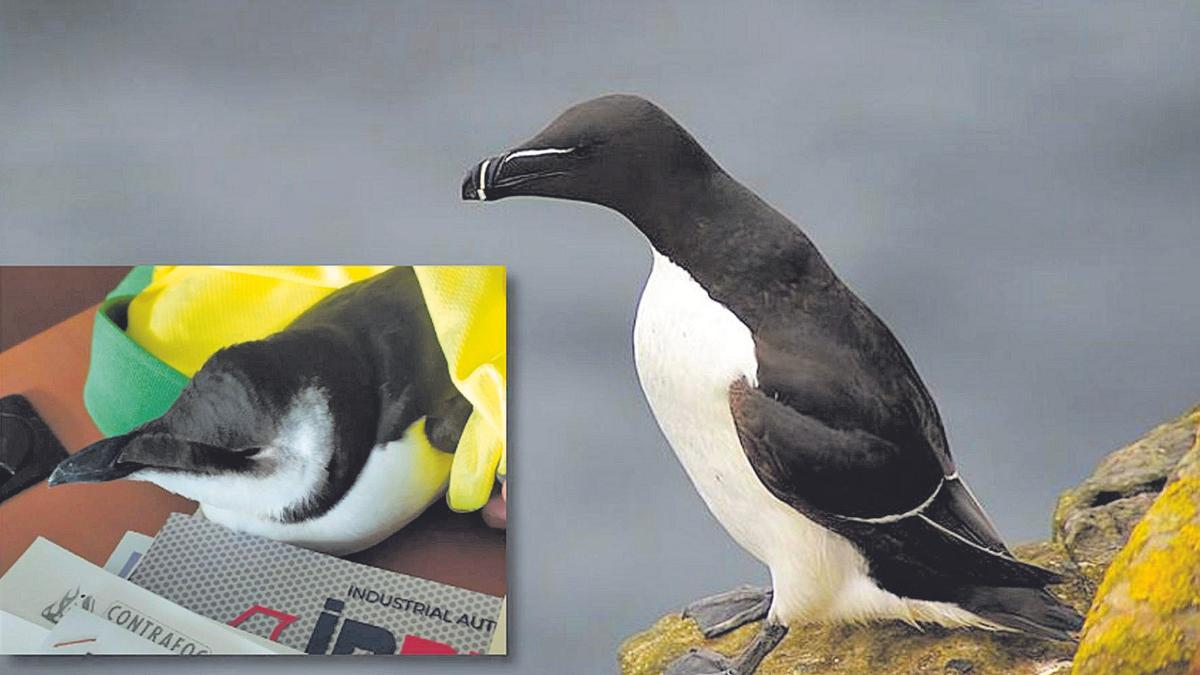 Alca torda: Se trata de una especie muy parecida a los pingüinos, e igualmente extraña en Castellón. En detalle, uno de los animales hallados en la provincia.