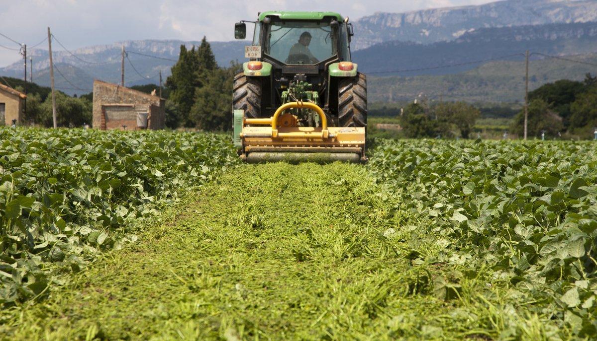 Trituración de cultivos de judía verde en Montroig del Camp que destruyen, por falta de demanda europea.