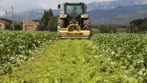 Trituración de cultivos de judía verde en Montroig del Camp que destruyen, por falta de demanda europea.