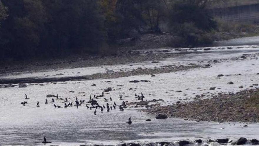 Concentración de cormoranes en el río Caudal a la altura de Santullano.