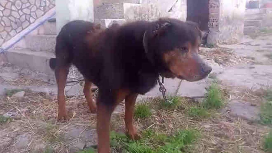 Denuncian en Poio al dueño de un perro encadenado y con heridas sangrantes