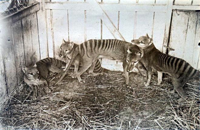 Lobo de tasmania