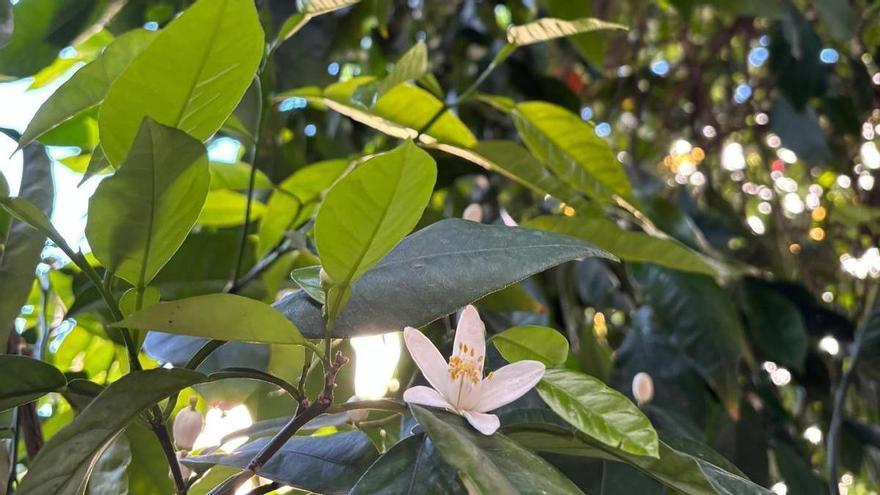 La primavera ya llegó