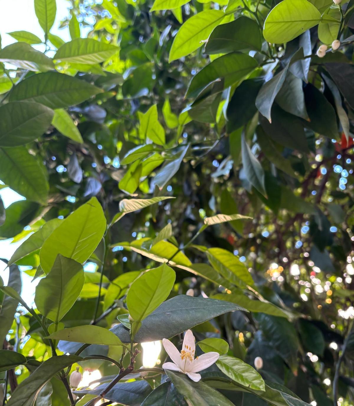 La flor de azahar de un naranjo de una calle de Sevilla.