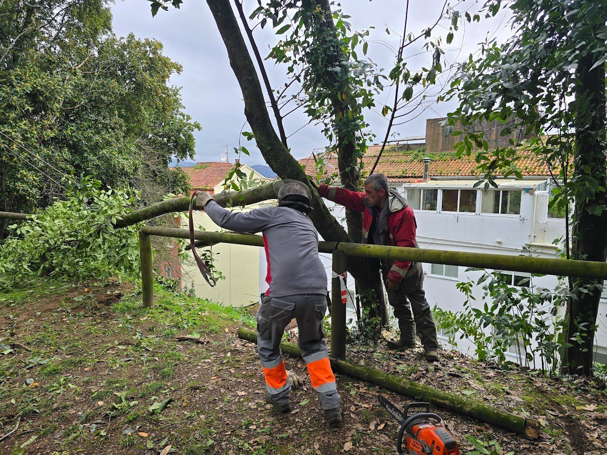 La tala de árboles en el Parque Valdés Bermejo para garantizar la seguridad ciudadana.